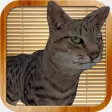 Kitty Cat Simulator: destroy all