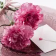 Carnation for Mum - Wallpapers