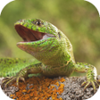 Иконка программы: Lizard Simulator