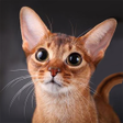 程序图标：Talking Abyssinian Cat