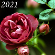 Programikonen: Rose Wallpapers