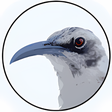 プログラムのアイコン：BirdsEye Galápagos