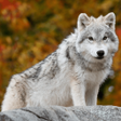 プログラムのアイコン：Wolf Jigsaw Puzzle Games