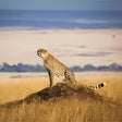 Icon of program: An African Safari