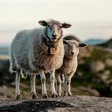 Programikonen: Sheep Wallpapers
