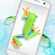 Иконка программы: Frog walking on screen jo…