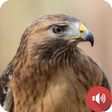 Biểu tượng của chương trình: Hawk Sounds