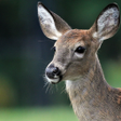 Deer call sounds icon