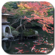 Koi Pond Video Live Wallpaper