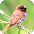 Icon of program: Bird Wallpaper HD