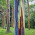 Icoon van programma: Eucalipto Arco Iris