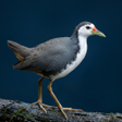 プログラムのアイコン：White-breasted waterhen