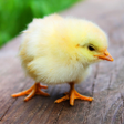 Ikona programu: Baby Chick Sounds