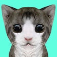 أيقونة البرنامج: Cat Simulator Online