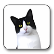 プログラムのアイコン：Cat Licking Screensaver