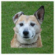 Trainer For Dog icon