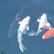 Programikonen: Koi Fish Live Wallpaper