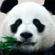 Programikon: Panda HD Wallpapers