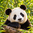 Icon of program: Panda HD Wallpapers
