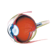 ไอคอนของโปรแกรม: Retina