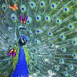 Programın simgesi: 3D Peacock Live Wallpaper…