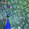 3D Peacock Live Wallpapers
