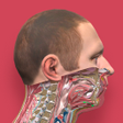 程序图标：Pirogov Anatomy