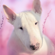 Ícone do programa: Bull Terier Dog Simulator