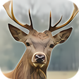 Icon of program: Deer Hunter: 3D Sniper Sh…