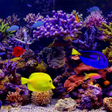 Programın simgesi: Amazing Aquariums In HD