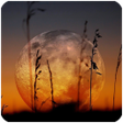 Programikonen: Moon Wallpaper