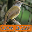 プログラムのアイコン：Master Kicau Cucak Jenggo…