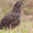 Иконка программы: Brown Quail Bird Sounds