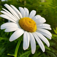 Programikonen: Daisy Wallpapers
