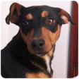 Icon of program: Dog Sounds