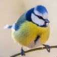 Biểu tượng của chương trình: Birds of Europe - Field G…