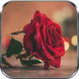 Ícone do programa: Rosas Rojas y Flores Herm…
