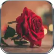 Rosas Rojas y Flores Hermosas