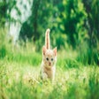 Purrfect Tab icon