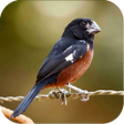 Programikonen: Bullfinch bird singing