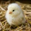 Programikonen: Baby chick sounds