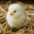 Baby chick sounds
