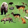 أيقونة البرنامج: Animal Sounds