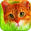 Иконка программы: Find a cat