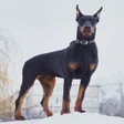 Ikon program: Doberman Pinschers