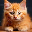Ikona programu: Cute Kittens Wallpapers