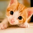 Programikonen: Cute Kittens Wallpapers