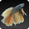 Programikonen: Fish World Free