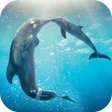 Icon of program: Dolphins Live Wallpaper