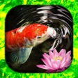 Icon of program: Koi Fish Live Wallpaper  …